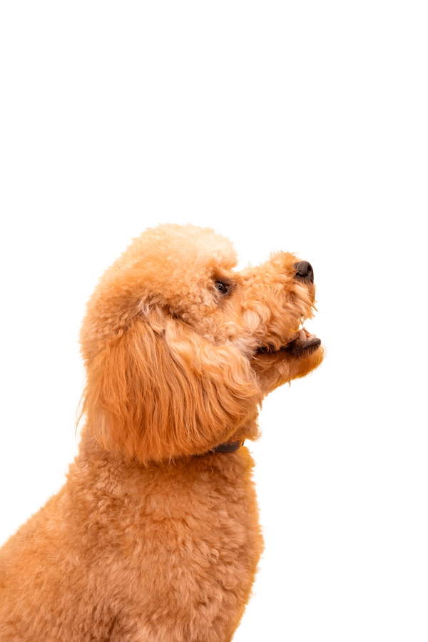 Veterinary clinic services for pets in Saudi Arabia