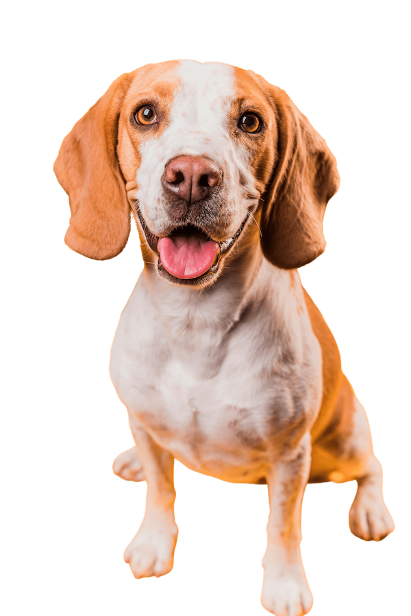 Pet care services including boarding and grooming