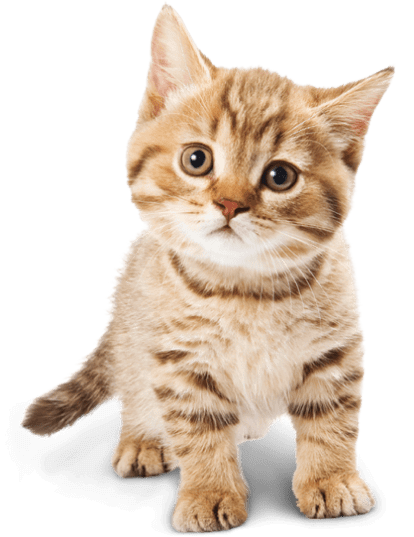 Adorable cat enjoying Togoru pet care