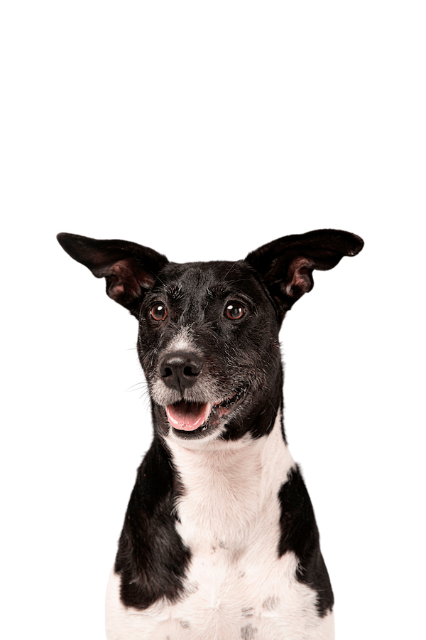 Professional veterinarian with dog and cat providing trusted pet care services in Saudi Arabia