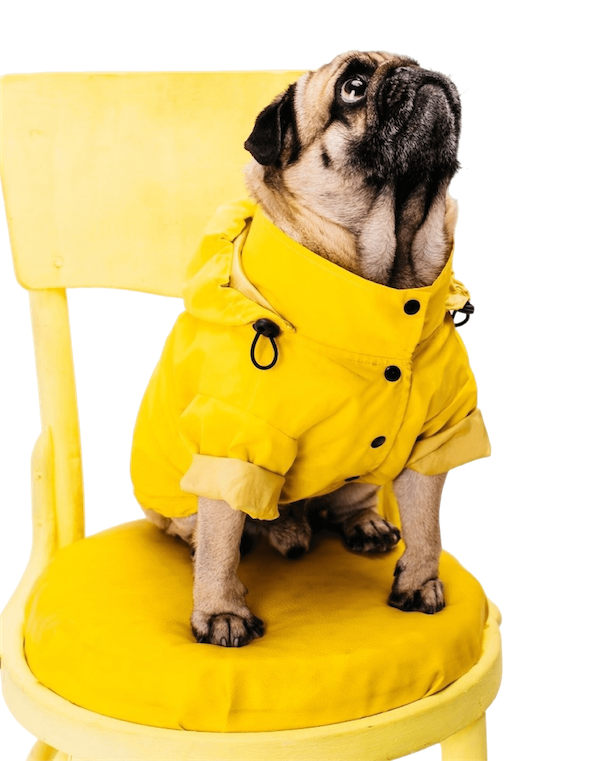 Happy dog using Togoru pet care services
